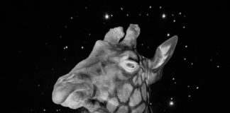 UNLEASH, el último sencillo de QARA
