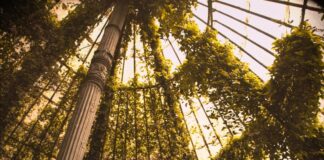 Blooming Black presentan su primer disco en Madrid