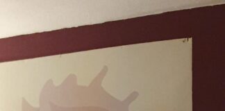 Recordamos a Linda McCartney y entrevistamos a No Quiero